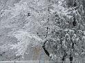 lodineve (128)